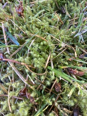 Rhytidiadelphus squarrosus