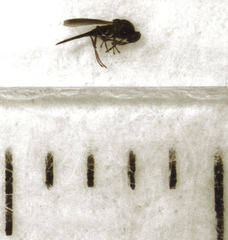 Platygaster podocarpi