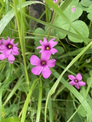 Oxalis