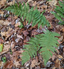 Dryopteris marginalis
