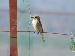 Lanius isabellinus