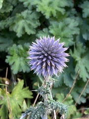 Echinops bannaticus