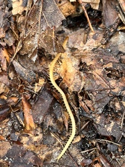 Haplophilus subterraneus