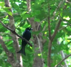 Dicrurus hottentottus