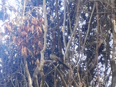 Centropus phasianinus