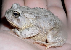 Anaxyrus microscaphus