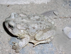 Anaxyrus microscaphus