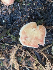 Russula