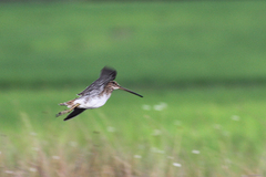 Gallinago macrodactyla