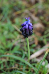 Muscari commutatum