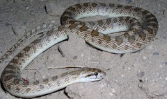 Arizona elegans