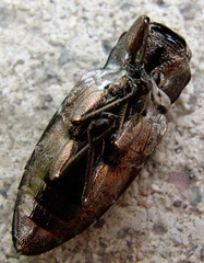 Chrysobothris bispinosa