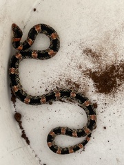 Rhinocheilus lecontei