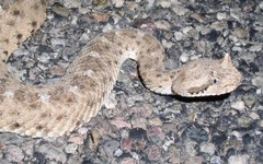 Crotalus cerastes