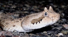 Crotalus cerastes