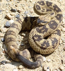 Crotalus molossus molossus