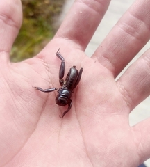 Stenopelmatus minor