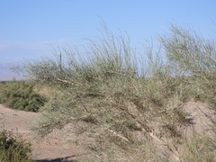 Haloxylon ammodendron