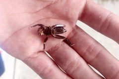 Stenopelmatus minor