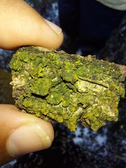 Candelariella efflorescens