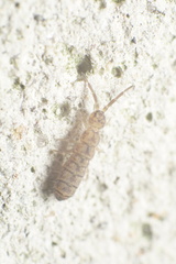 Isotomidae