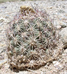Echinomastus erectocentrus erectocentrus