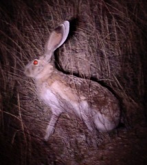 Lepus callotis