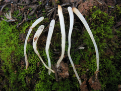 Clavaria acuta
