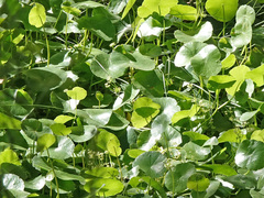 Hydrocotyle verticillata verticillata