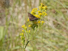 Erynnis funeralis