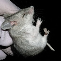 Onychomys leucogaster