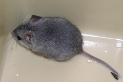 Onychomys leucogaster
