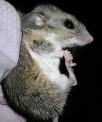 Peromyscus boylii