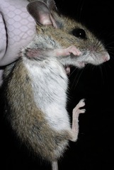Peromyscus boylii