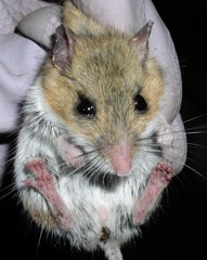Peromyscus sonoriensis