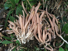 Clavaria argillacea