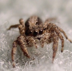Platycryptus californicus