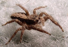 Platycryptus californicus