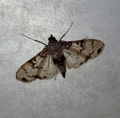 Azochis