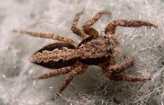 Platycryptus californicus