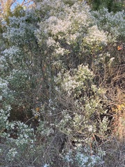 Baccharis halimifolia
