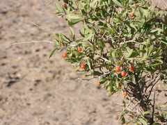 Lycium dasystemum