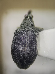 Trichapion rostrum
