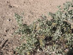 Nitraria roborowskii