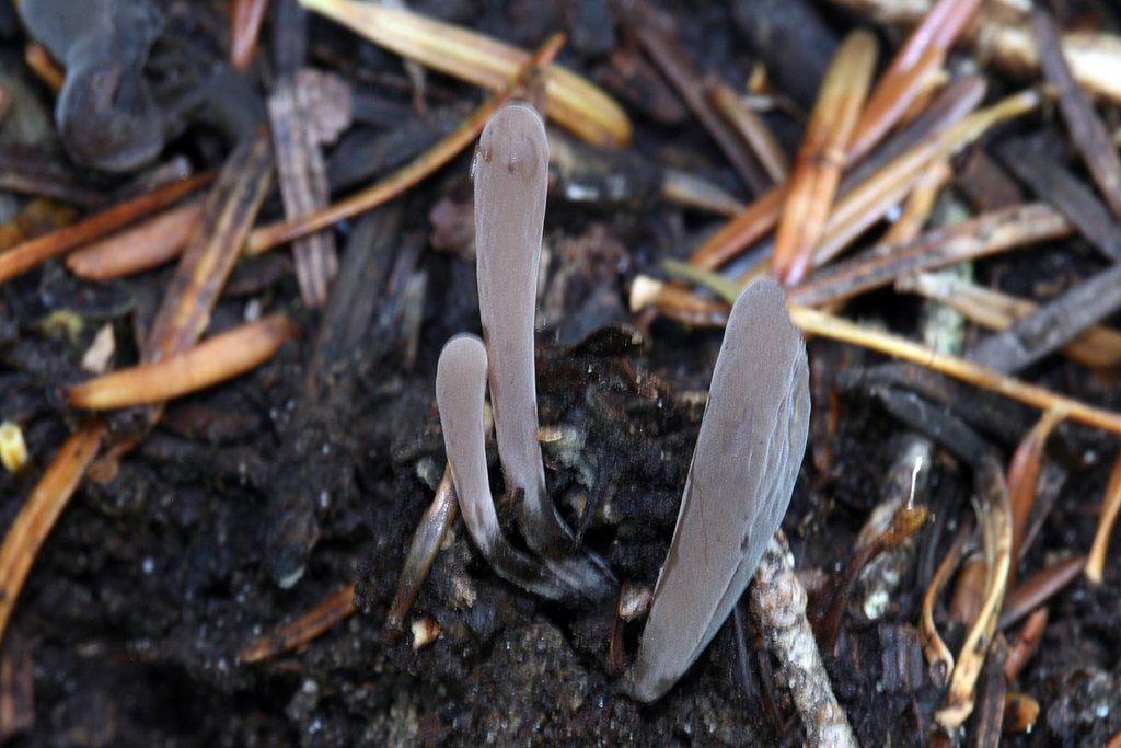 Ramariopsis asperulospora