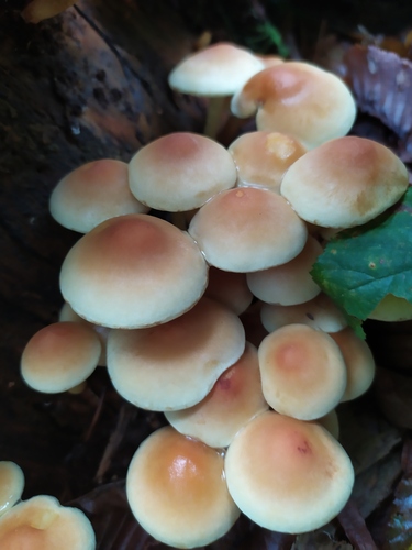 Strapcovka zväzkovitá (Hypholoma fasciculare)