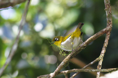 Zosterops maderaspatanus