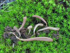 Clavaria incarnata