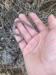 Hypsiglena chlorophaea