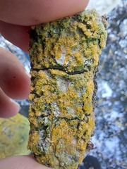 Chrysothrix xanthina